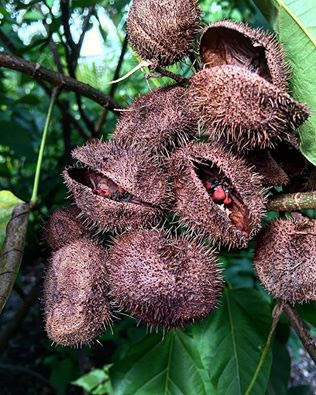 El axiote para el recado rojo yucateco es producido fuera de México. Pone en riesgo las condiciones de sabor y vista de muchos platos de la península.