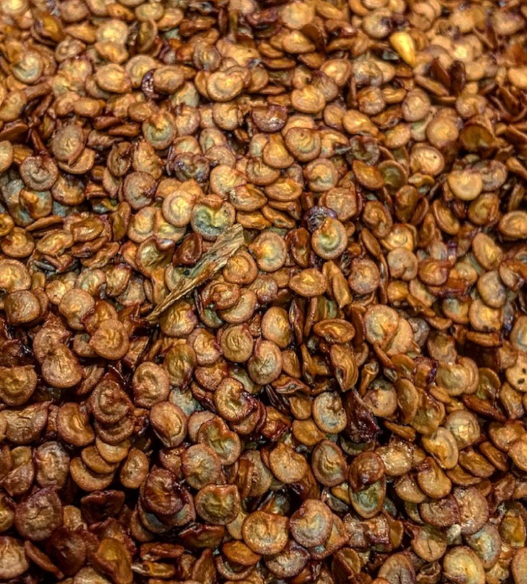 Aprende limpieza de chiles secos bajo la técnica desarrollada de Lalo Plascencia