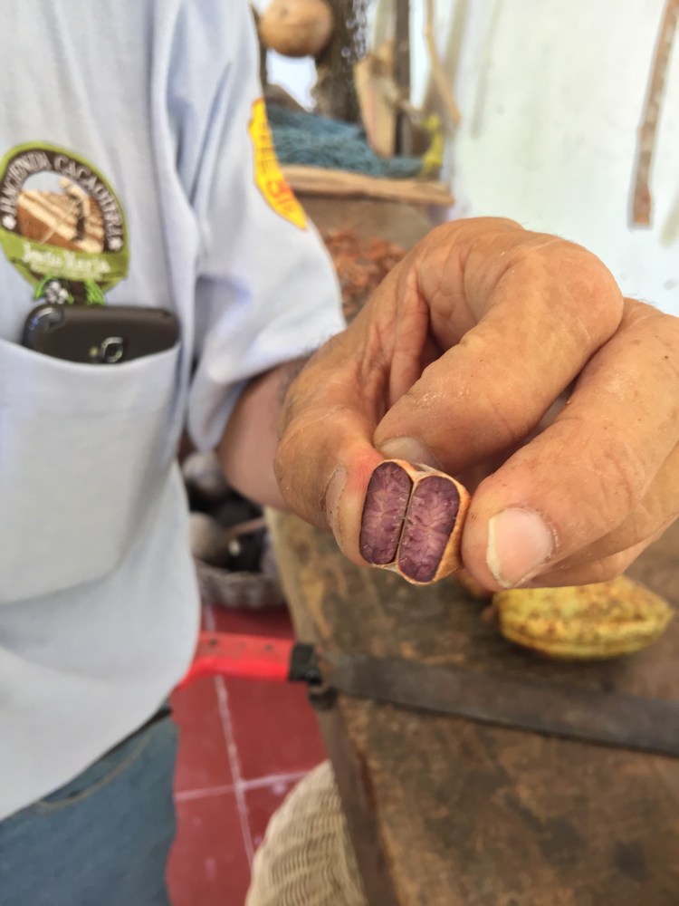el cacao criollo almendra blanca es producto de un largo proceso de investigación en Tabasco