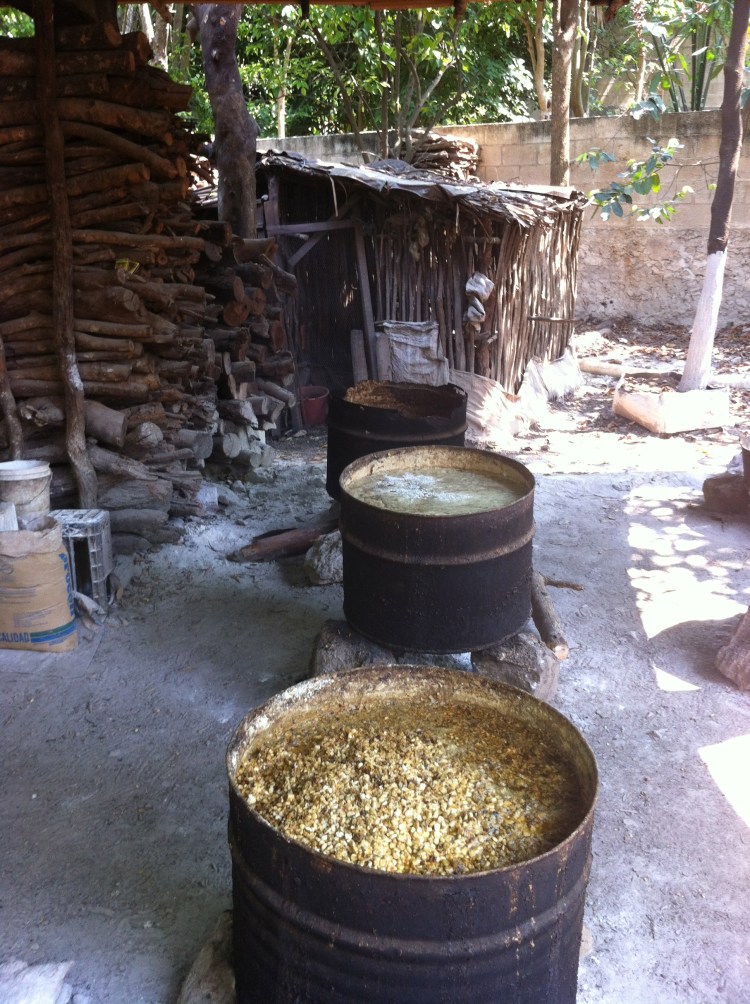 La nixtamalización es la tecnología más importante de Mesoamérica. Conoce los secretos para la producción de maíz y tortillas.