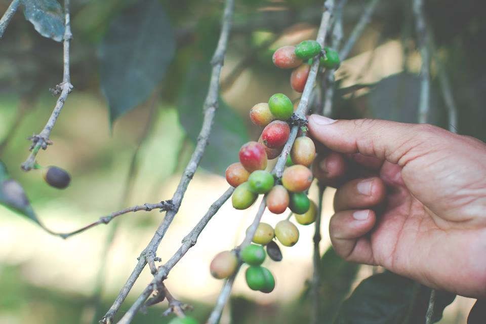 El café en Colima es resumen de lo mucho que desconocemos México, su historia y sus productos.