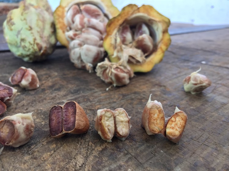 el cacao criollo almendra blanca es producto de un largo proceso de investigación en Tabasco