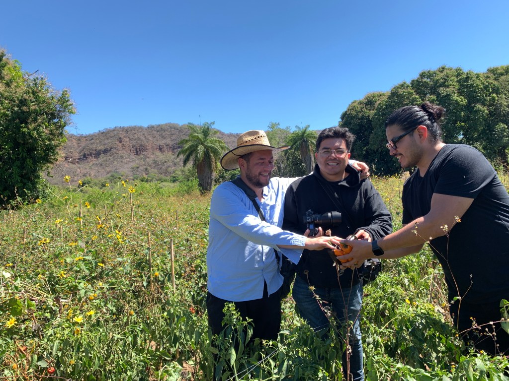 Los chiles chilhuacles son el oro negro de Cuicatlán, región Cañada, Oaxaca. Una producción mínima para la relevancia del chile, y un paradigma del campo mexicano y sus vicisitudes.