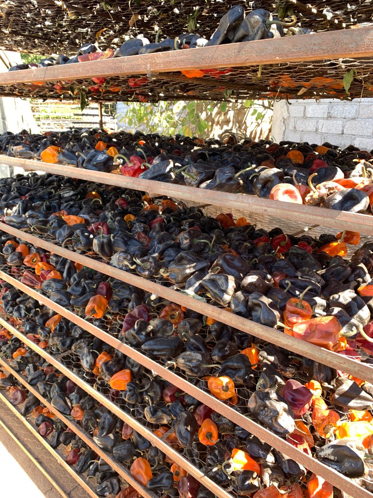 Los profesionales en gastronomía han adoptado la tendencia de usar productos locales y apoyar a los productores. Sin embargo, el apoyo puede convertirse en egocentrismo, las buenas intenciones no resuelven la inequidad social y el precio justo es esquivo. Es crucial mantener la conciencia sobre las verdaderas implicaciones de estas prácticas.