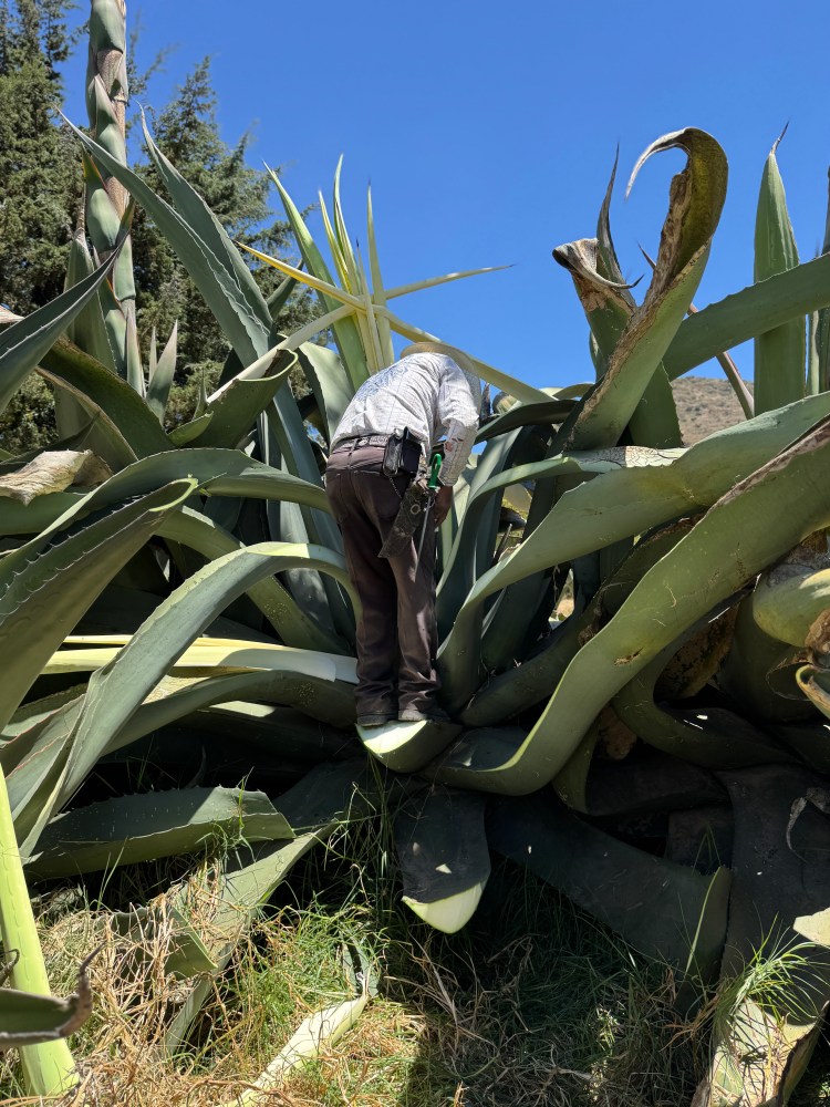 “Esbozos de personificación y simbolismos del maguey en Singuilucan,&nbsp;Hidalgo.”